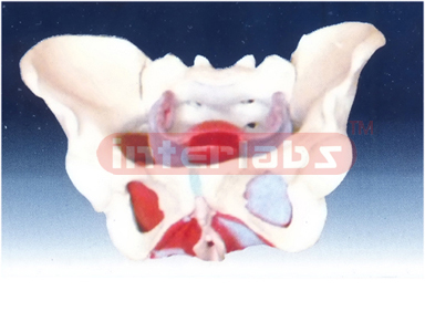 Female Pelvic Muscles and Organs